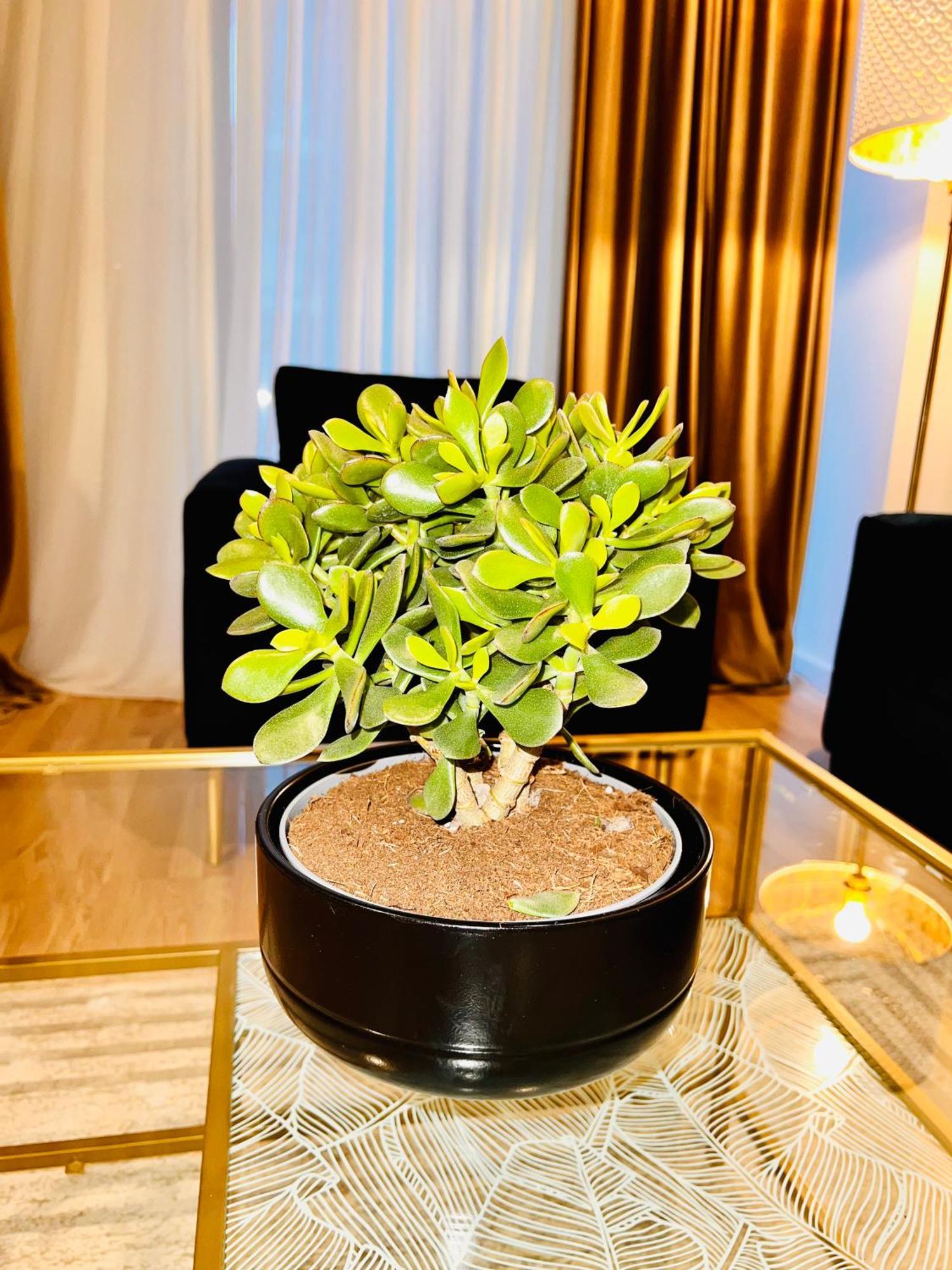 Cosy Stay ブカレスト エクステリア 写真
